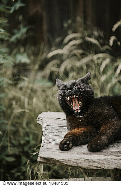 Black farm cat yawning on piece of wood
