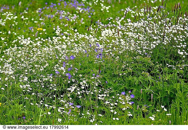 Black Forest  Baden-Württemberg  Upper Black Forest  meadow flowers in bloom  white gypsophila  meadow in bloom