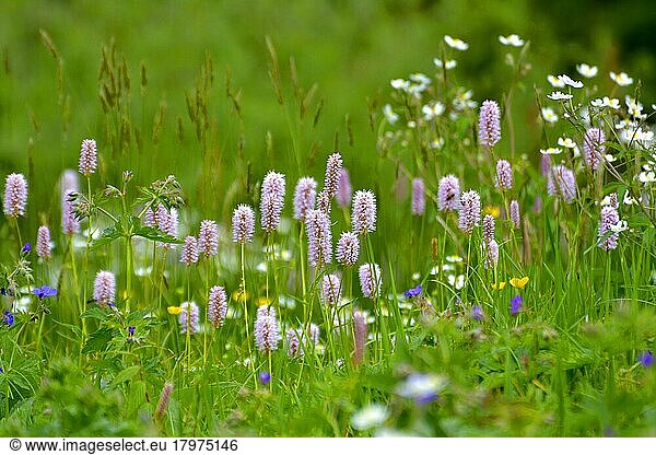 Black Forest  Baden-Württemberg  Upper Black Forest  meadow flowers in bloom  white gypsophila  snake's knotweed  meadow in bloom