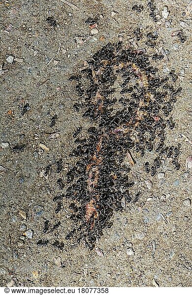 Black garden ant (Lasius niger) garden ants  common black ant eats earthworm
