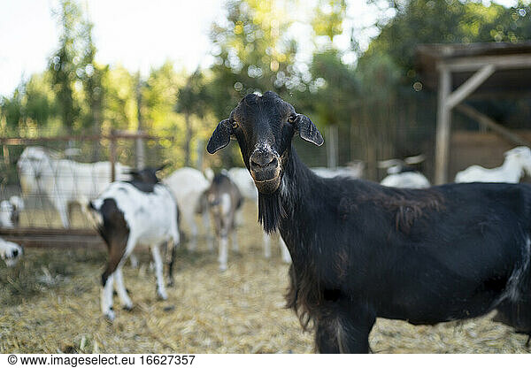 Black goat standing in farm