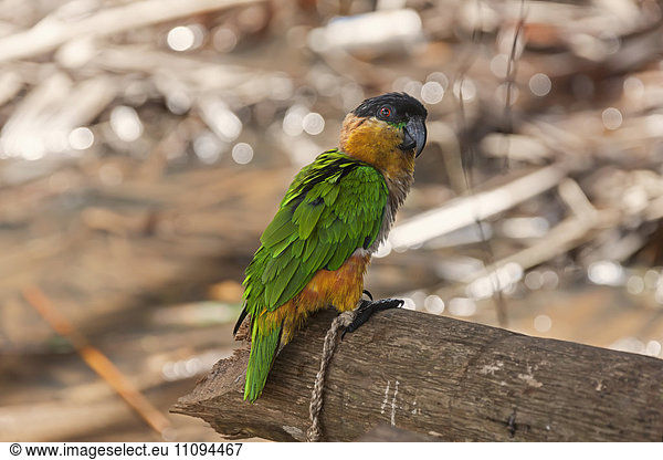 Black-headed parrot (Pionites melanocephalus) perching on tree trunk  Orinoco Delta  Venezuela