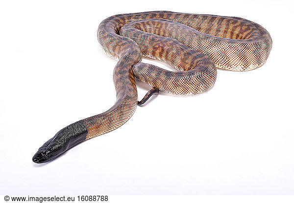 Black-headed python (Aspidites melanocephalus) on white background