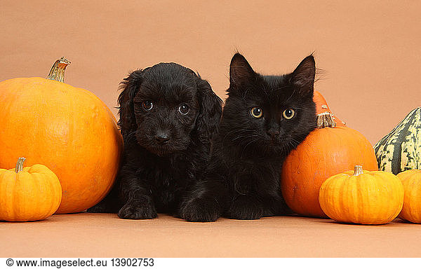 Black Kitten & Puppy with Pumpkins