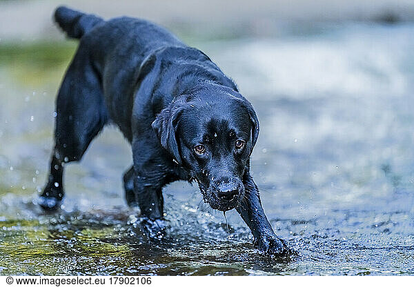 Black Labrador drinking water at river