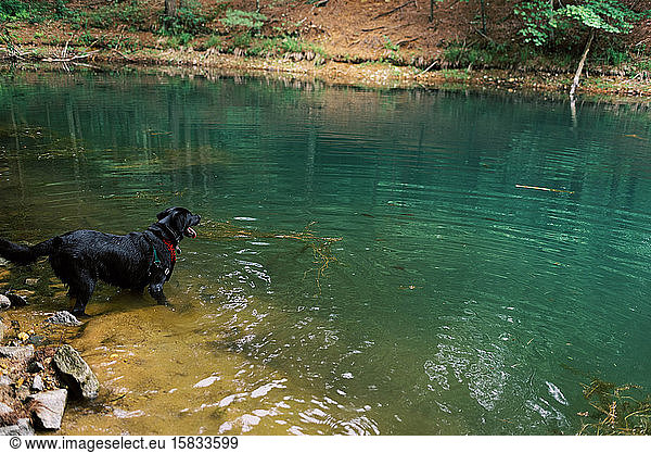 Black Labrador going for a little swim.