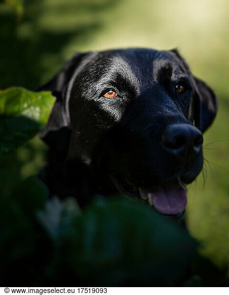 black labrador orange eyes dog sun vertical