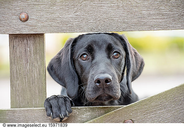 Black Labrador puppy looking through a gate  United Kingdom  Europe