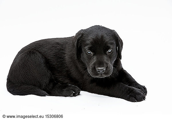 Black Labrador puppy on white background  looking at camera.
