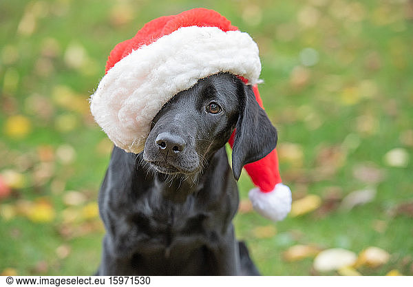 Black Labrador puppy with Christmas hat on United Kingdom Europe
