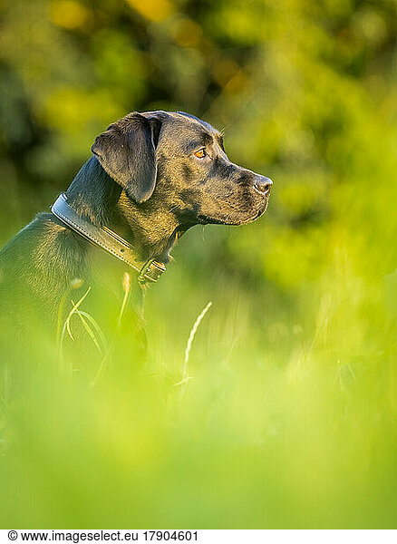 Black Labrador Retriever on meadow
