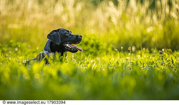 Black Labrador Retriever resting on meadow