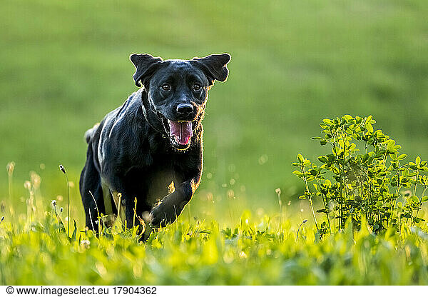 Black Labrador Retriever running on meadow