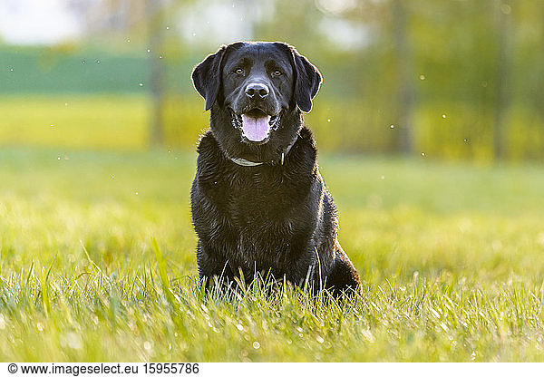 Black Labrador Retriever sitting on meadow