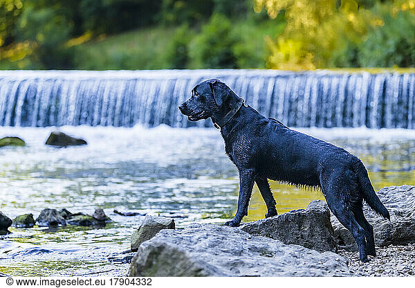 Black Labrador Retriever standing on rock by river