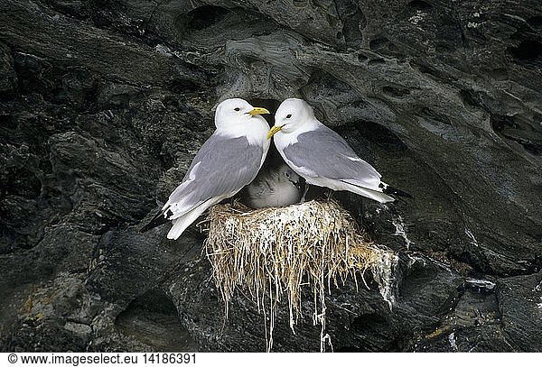Black-legged kittiwake (Rissa tridactyla)  colony in the cliffs of the island Colonsay in Scotland. Europe  Central Europe  Great Britain  Scotland  Colonsay