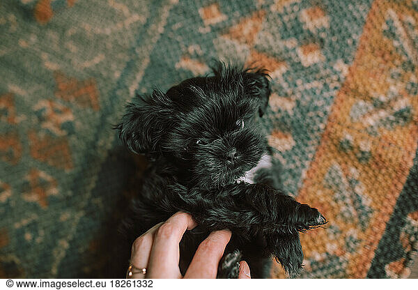 Black maltese puppy playing on a vintage colorful rug
