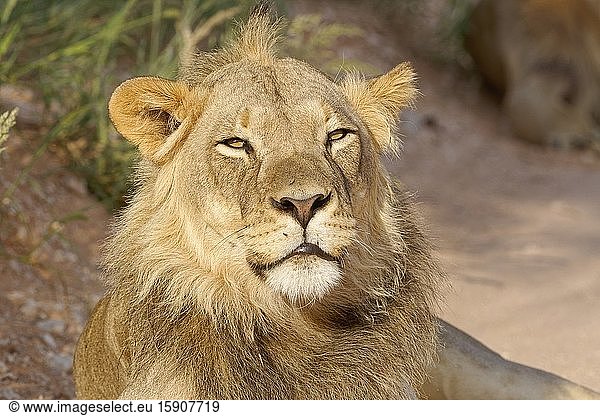 Black-maned lion (Panthera leo vernayi)  adult male  lying on the roadside  close-up of the head  Kgalagadi Transfrontier Park  Northern Cape  South Africa  Africa.