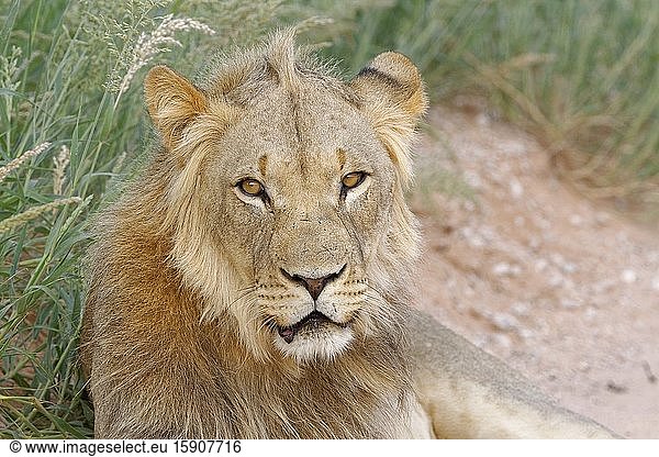 Black-maned lion (Panthera leo vernayi)  adult male  lying on the side of a dirt road  Kgalagadi Transfrontier Park  Northern Cape  South Africa  Africa.