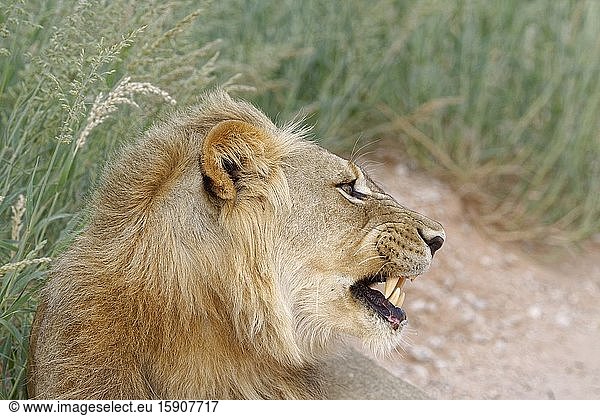 Black-maned lion (Panthera leo vernayi)  lying adult male  on the roadside  aggressive  Kgalagadi Transfrontier Park  Northern Cape  South Africa  Africa.