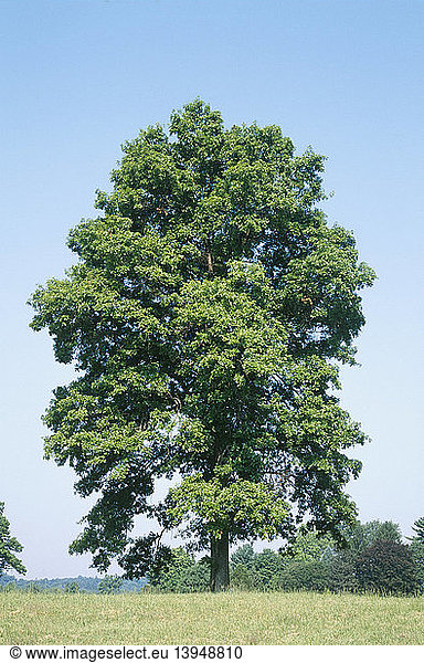Black Oak (Quercus velutina)