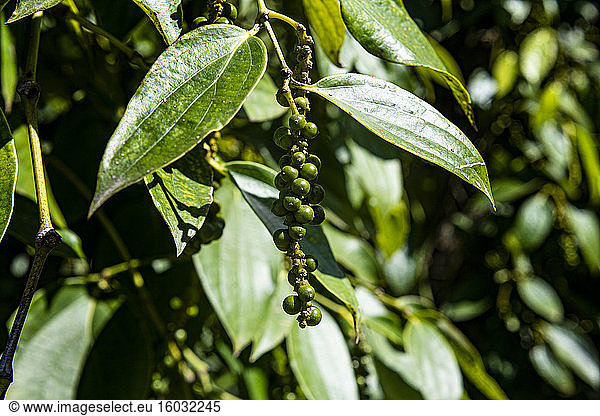 Black pepper close up (Piper nigrum) on a pepper farm  island of Phu Quoc  Vietnam  Indochina  Southeast Asia  Asia