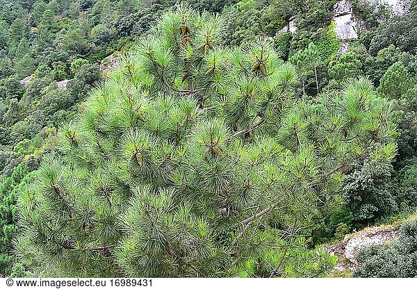 Black pine (Pinus nigra salzmannii) is a evergreen coniferous tree native to western Mediterranean region. This photo was taken in Montsia mountains  Tarragona province  Catalonia  Spain.