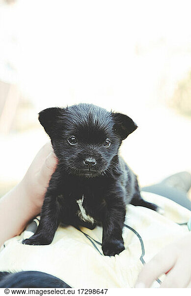 Black puppy with a tender look in its eyes
