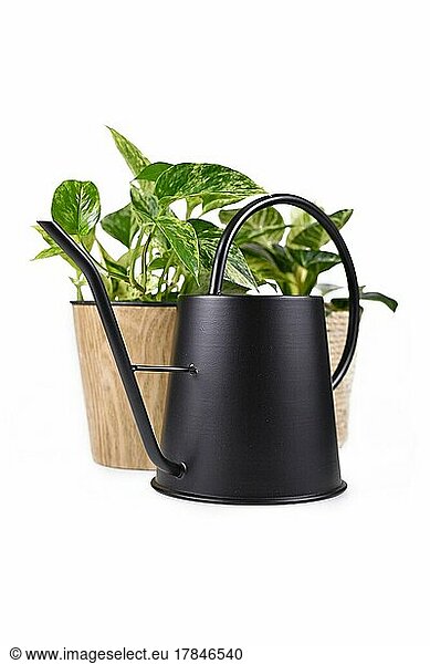 Black retro style metal watering can in front of tropical house plants isolated on white background