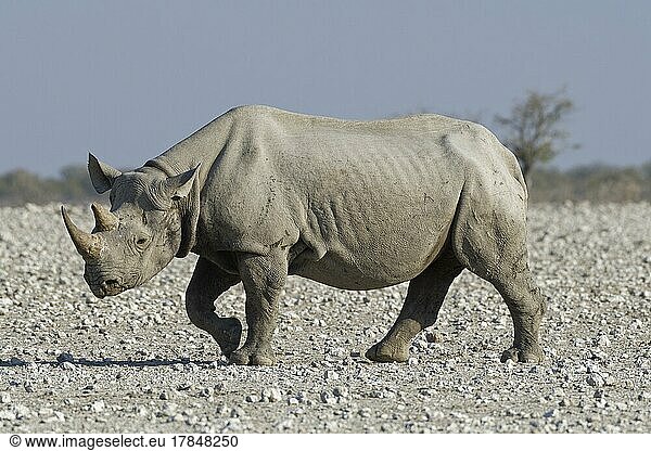Black rhinoceros (Diceros bicornis)  adult walking on arid ground  Etosha National Park  Namibia  Africa