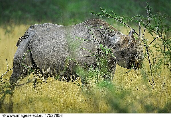 Black rhinoceros (Diceros bicornis) feeding on a shrub  Etosha National Park  Namibia  Africa