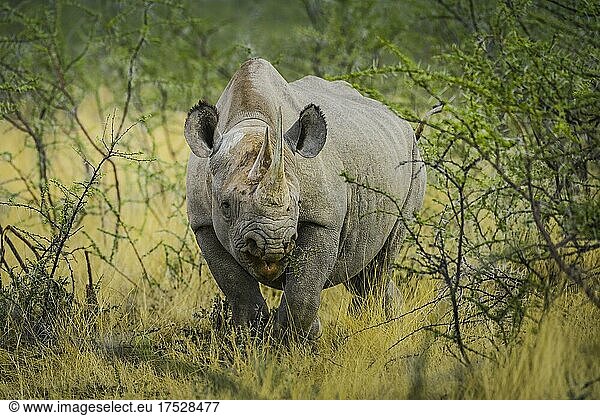 Black rhinoceros (Diceros bicornis) feeding on a shrub  Etosha National Park  Namibia  Africa