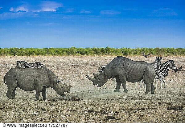 Black rhinoceroses (Diceros bicornis) fighting at a waterhole  Etosha National Park  Namibia  Africa