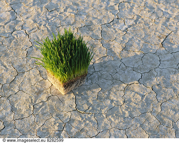 Black Rock Desert In Nevada. Arid Cracked Crusty Surface Of The Salt Flat Playa. Wheatgrass Plants With A Dense Network Of Roots In Shallow Soil With Bright Fresh Green Leaves And Stalks.