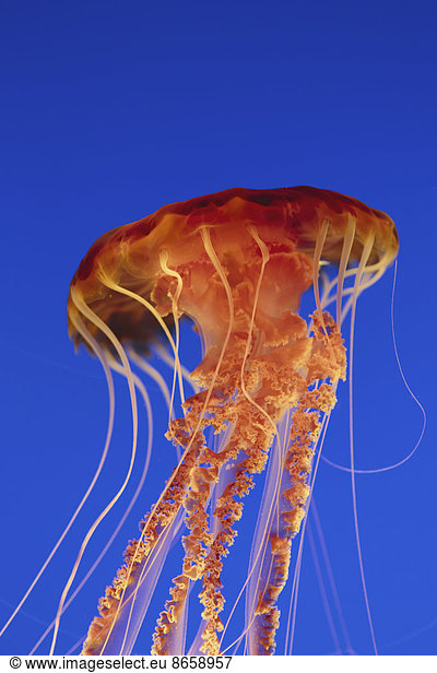 Black sea nettle jellyfish  Chrysaora fuscescens scyphozoa  underwater in the Monterey Bay Aquarium.