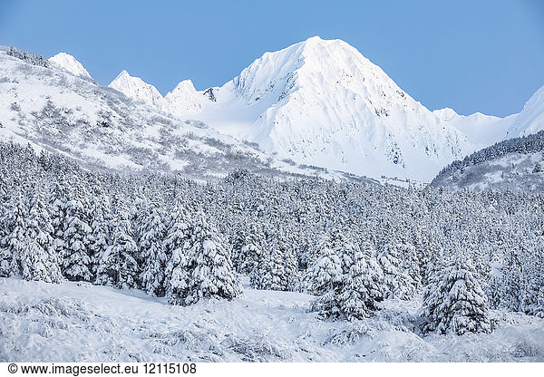 Black spruce trees covered in fresh snow blanketing the foreground with snow-covered rugged mountain peaks in the background  Turnagain Pass  South-central Alaska; Moose Pass  Alaska  United States of America