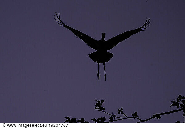Black stork (Ciconia nigra) in flight against the light  Ardennes  Belgium