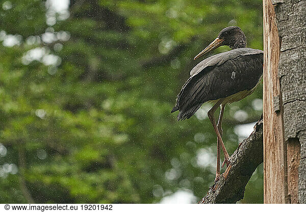 Black stork (Ciconia nigra) Juvenile in the rain in a beech forest in spring  Ardennes  Belgium