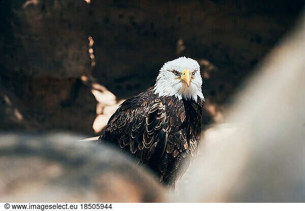 Black strong bald eagle with white feathered head watching attentively
