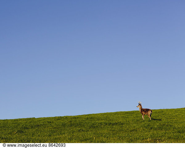 Black-tailed deer on a grassy hillside in Point Reyes National Seashore  in Marin Country  California.