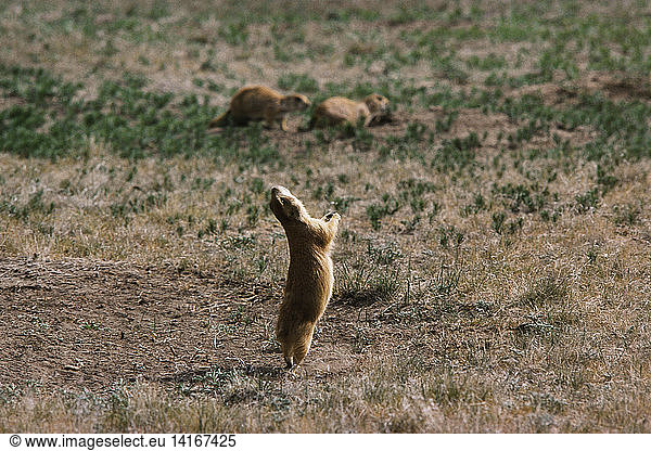 Black-tailed Prairie Dog Jump-Yip Display