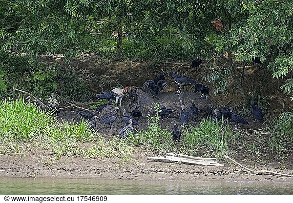 Black vulture (Coragyps atratus) and king vulture (Sarcoramphus papa) at a dead cow  boat trip on the Rio San Carlos  San Carlos  Alajuela Province  Costa Rica  Central America