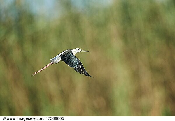 Black-winged stilt (Himantopus himantopus) flying above a rice field  Ebro delta  Catalonia  Spain  Europe