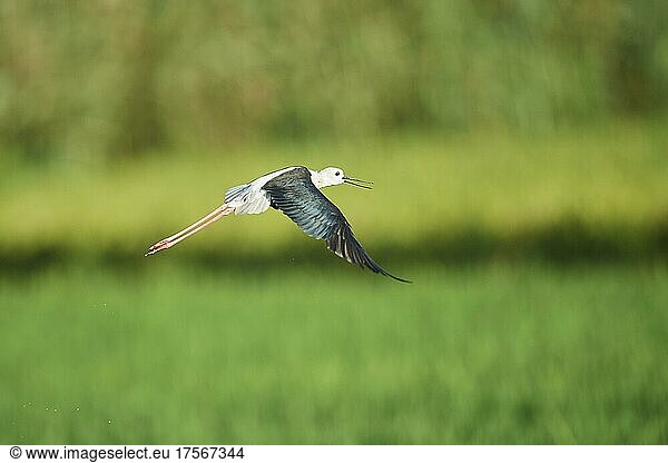 Black-winged stilt (Himantopus himantopus) flying above a rice field  Ebro delta  Catalonia  Spain  Europe