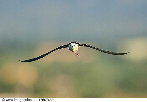 Black-winged stilt (Himantopus himantopus)  flying above a rice field  ebro deltre  Catalonia  Spain  Europe