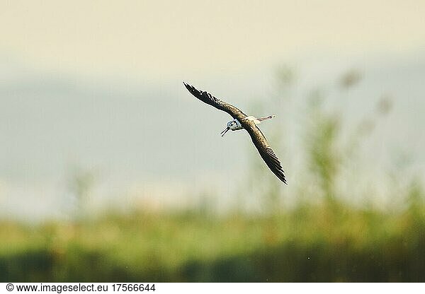 Black-winged stilt (Himantopus himantopus)  landing in a rice field  ebro deltre  Catalonia  Spain  Europe
