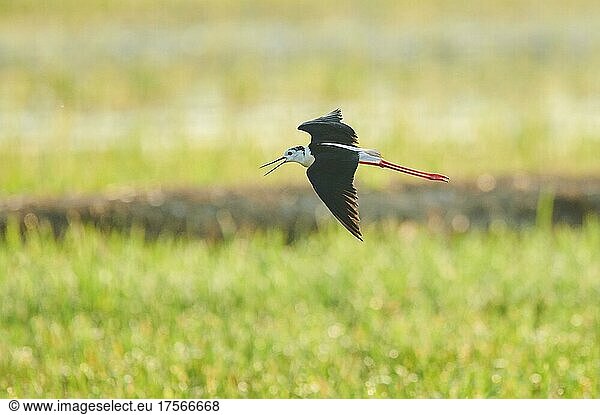 Black-winged stilt (Himantopus himantopus)  landing in a rice field  ebro deltre  Catalonia  Spain  Europe