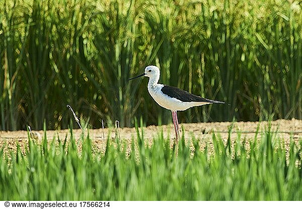 Black-winged stilt (Himantopus himantopus) standing in a rice field  Ebro delta  Catalonia  Spain  Europe