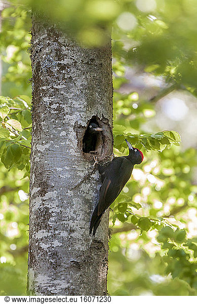 Black woodpecker (Dryocopus martius)  handing over to the nest  the female flies off to go to feed while the male has just arrived to replace her on the nest in a forest in the Ventoux massif  Vaucluse  France.
