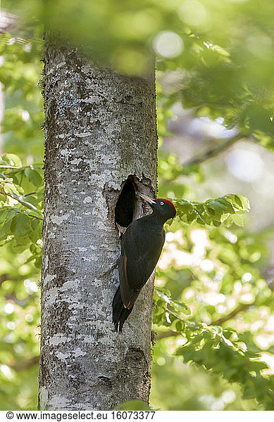 Black woodpecker (Dryocopus martius) male at the entrance of its nest  in a forest of the Ventoux massif  Vaucluse  France.